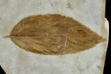 Fossil Buckthorn Leaf (Rhamnus) - Montana #113246-1